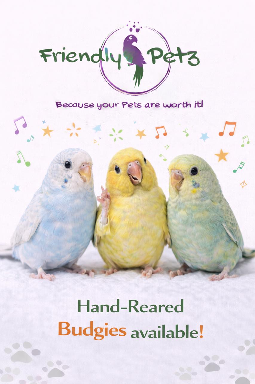 Bird for Sale 1