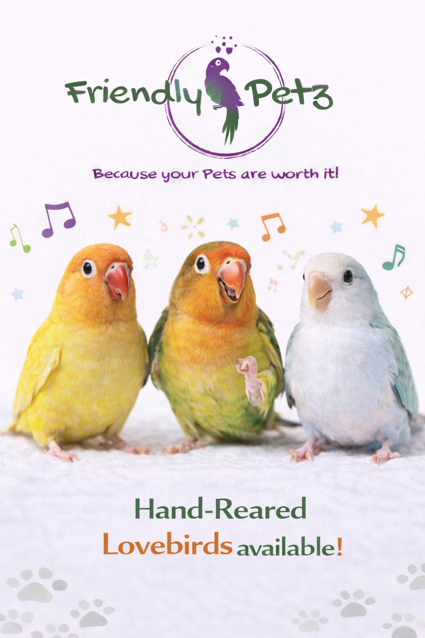 Bird for Sale 2