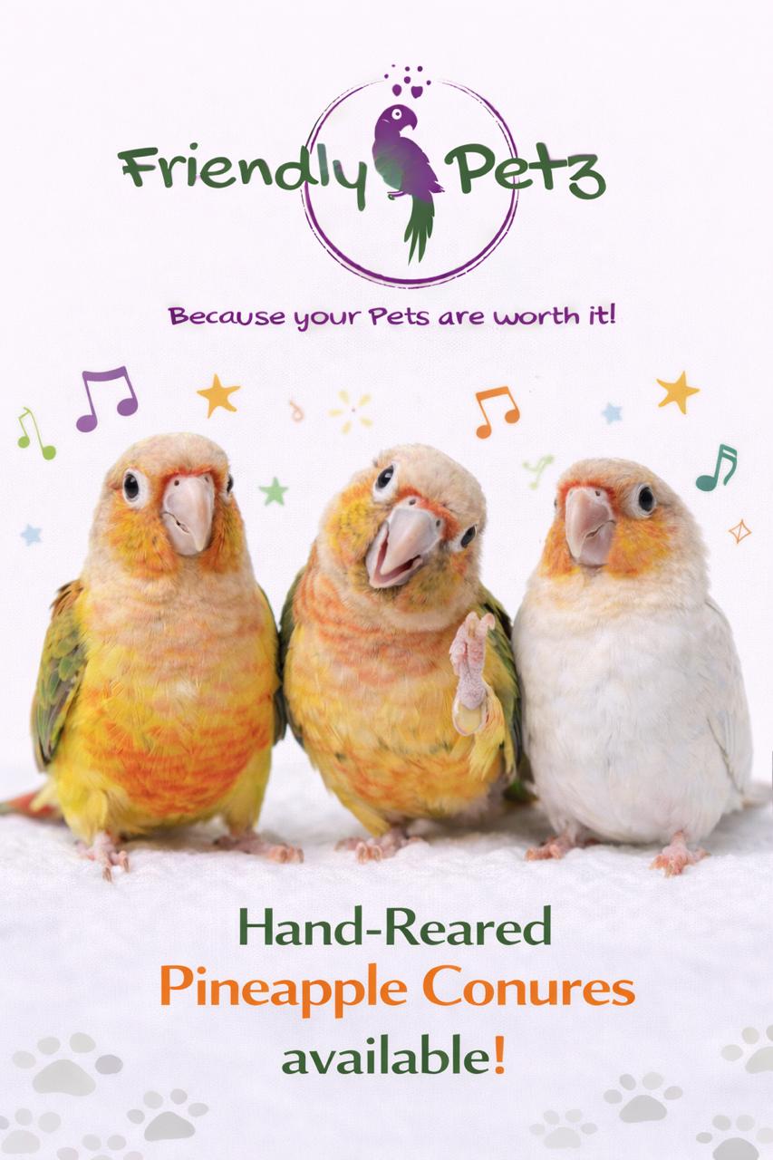 Bird for Sale 3