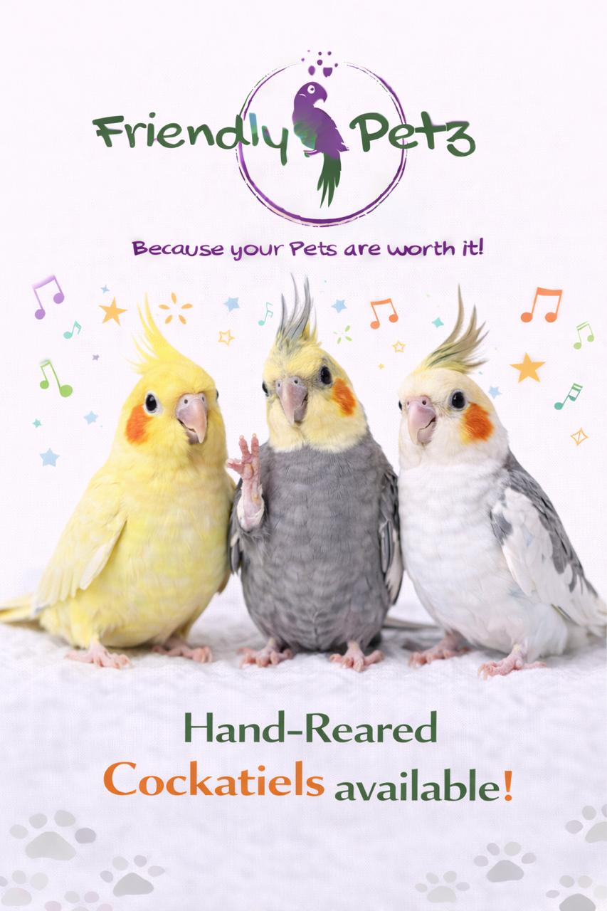 Bird for Sale 4