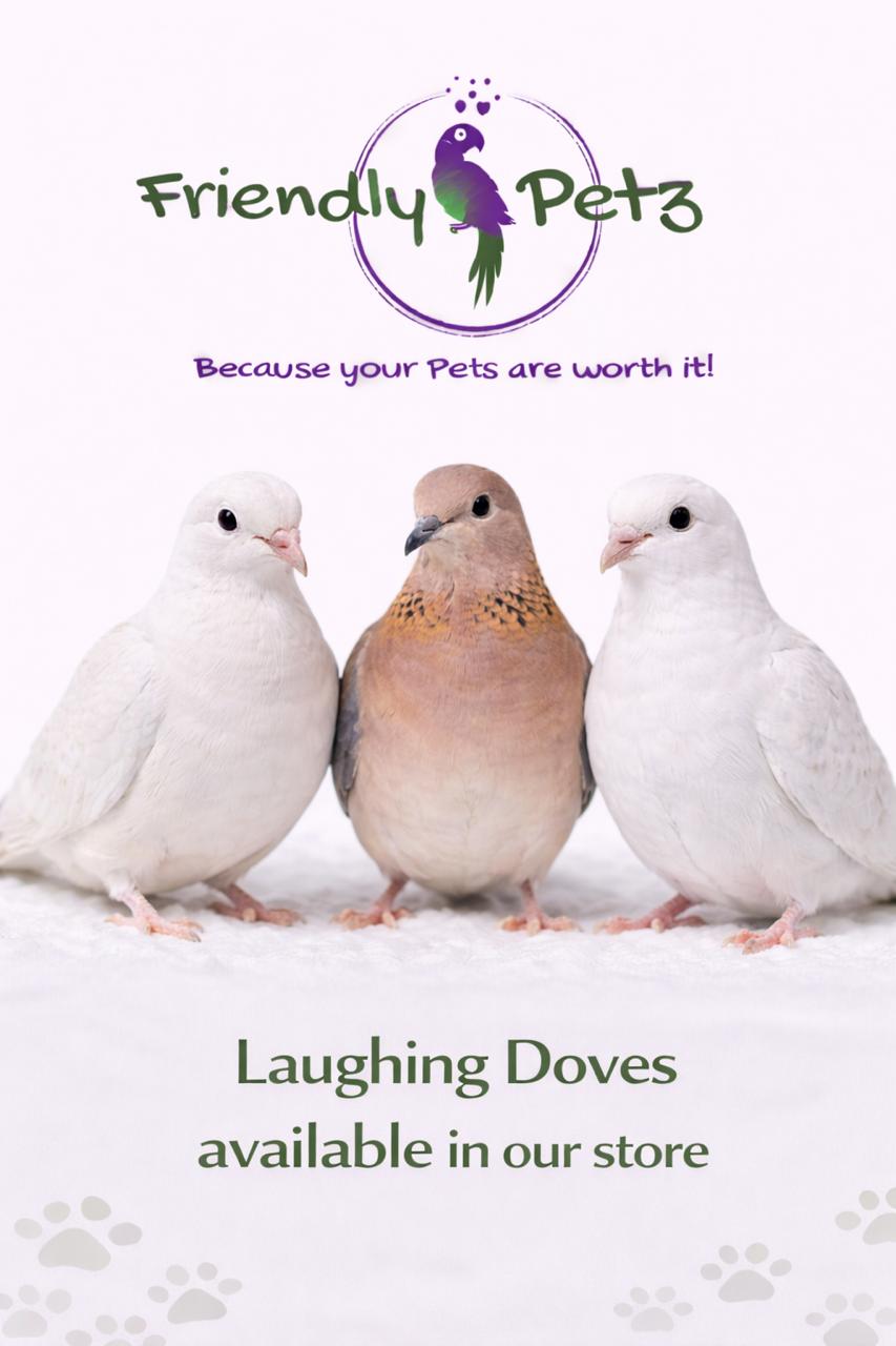 Bird for Sale 6