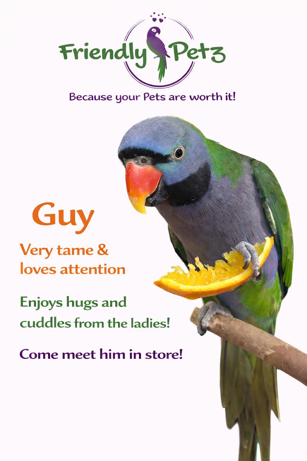 Guy - Our Shop Bird